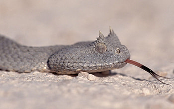 Animals, Eyes, Snake, Language, Tongue, Variety HD wallpaper