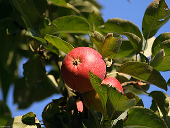 Nature, Fruits, Leaves, Apples, Wood, Tree, Branch HD wallpaper