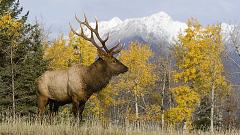 Gallery For e Deer | | Pinterest | Deer pics, Deer and HD wallpaper