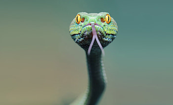 Animals, Muzzle, Snake, Language, Tongue HD wallpaper
