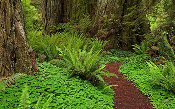 Plants, Landscape, Trees, Ferns HD wallpaper