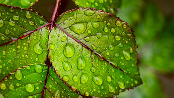 Water droplets, Green leaf, Ultra HD wallpaper