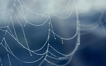 Water, Web, Drops, Macro HD wallpaper