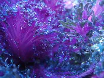 its happening naturally, blue, glitter, sparkle, flower HD wallpaper