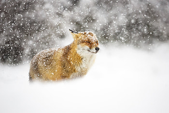 Fox in Winter Snowstorm, Animals, Winter, Foxes, Snow, Nature HD wallpaper
