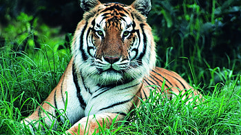 Tigers, Animals HD wallpaper