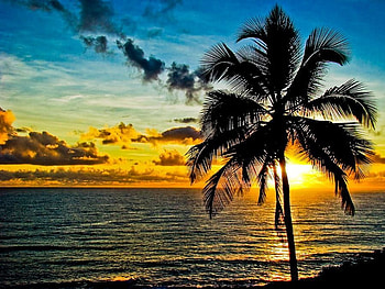 Itacare- Brazil, tropical, beaches, brazil, sunrise, brasil, nature, palm trees, sunset, ocean HD wallpaper