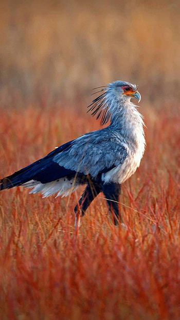 Secretary Bird, bird, Animal HD phone wallpaper