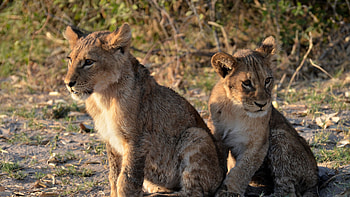 Two Lion Cubs Are Sitting With Paws In Blur Trees Background Lion HD wallpaper