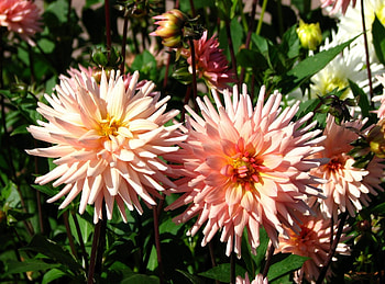 Flowers, Greens, Flower Bed, Flowerbed, Dahlias, Garden HD wallpaper