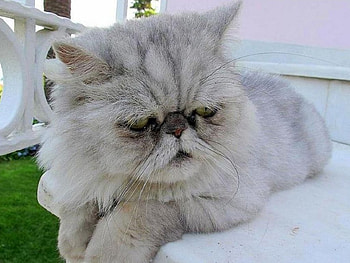 nazli, cat, kitty HD wallpaper
