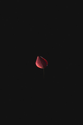 Autumn, Macro, Sheet, Leaf HD phone wallpaper