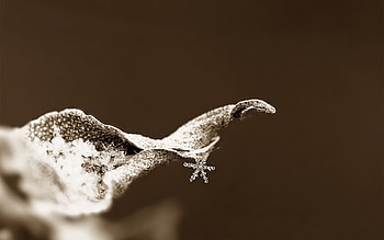 Macro, Sheet, Leaf, Frost, Hoarfrost, Snowflake HD wallpaper