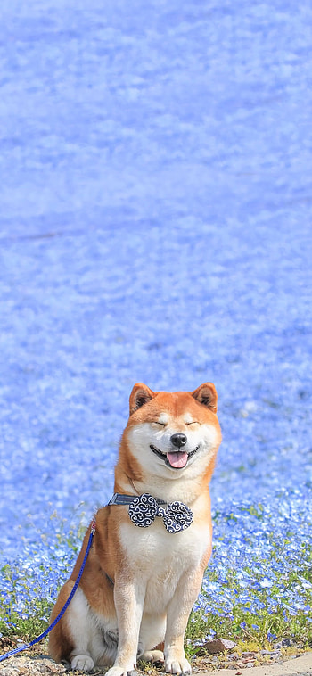 Hokkaido Dog, Akita dog smile HD phone wallpaper