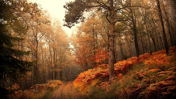 Landscape, Trees, Autumn HD wallpaper