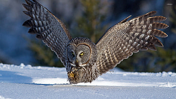 great gray owl, bird, owl, snow, tree HD wallpaper