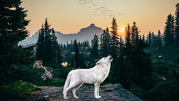 Drawing, Wolf, Animal, Arctic Wolf, Forest, Howling HD wallpaper