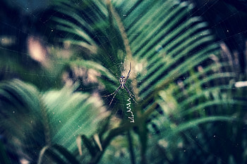 Web, Macro, Close-Up, Insect, Spider HD wallpaper