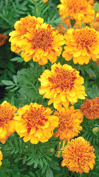 Marigold, Marigold Orange Flower HD phone wallpaper
