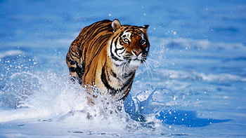 Animals, Tigers HD wallpaper