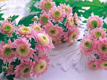 Plants, Flowers HD wallpaper