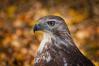 Graceful hawk, Soaring beauty, Bird HD wallpaper