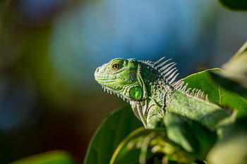 Animals, Leaves, Color, Lizard, Reptile HD wallpaper