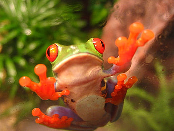 Red Eye Tree Frog, frog, eye, tree, red HD wallpaper