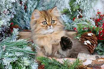 Holiday fun, kitten, winter, fun, kitty, cute, holiday, pet, adorable, paw, sweet, frost, cat, cone, fluffy, decoration, playing, christmas, branches, joy HD wallpaper