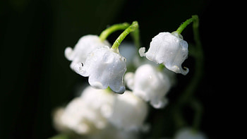 flower, macro HD wallpaper