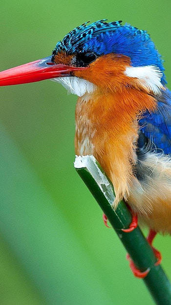 Glaucous, Kesar Kingfisher HD phone wallpaper