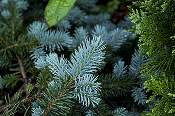 Plants, Nature, Pine, Branch, Thorns, Prickles HD wallpaper