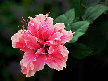 Pink Flower, pink, beautiful, , flower HD wallpaper