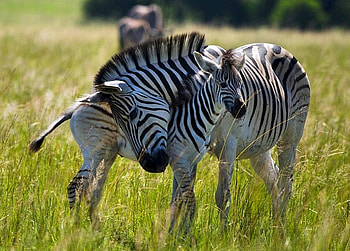 Zebras, cool HD wallpaper