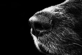Dog, Bw, Chb, Nose HD wallpaper