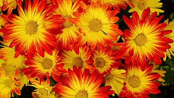 Yellow Red Chrysanthemum Flowers In Black Background Flowers HD wallpaper