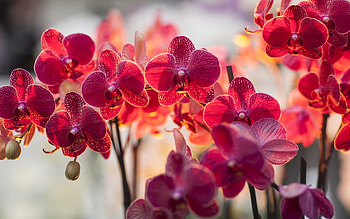 Plants, Flowers HD wallpaper