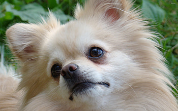 Close-up, Pomeranians HD wallpaper