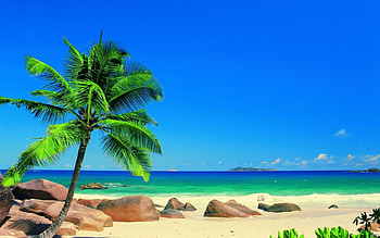 *, Beach, Stones, Tree, Sea HD wallpaper