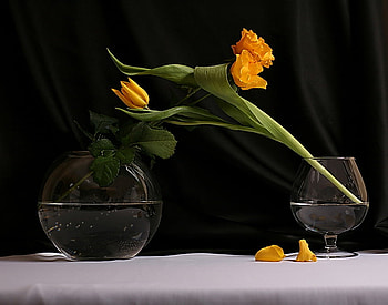 yellow flowers, art , still life, nature HD wallpaper