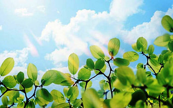 A Day Brightener, blue, daylight, leaves, clouds, sky, sun HD wallpaper