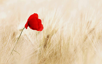 Poppy Flower, Best poppy Mac , , quality HD wallpaper