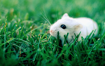 Rodent , Mouse in nature, Nature graphy, Cute HD wallpaper