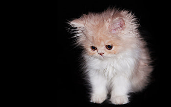 Animals, Fluffy, Kitty, Kitten, Sweetheart, Nice, Curiosity HD wallpaper