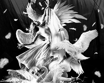 Swan dance, wings, gaurav pandit, black, white, bird, dancer, bw, girl, lebada, fantasy, swan, pasari HD wallpaper