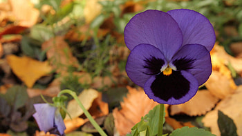 Flower, Plant, Macro, Petals, Bloom, Flowering HD wallpaper