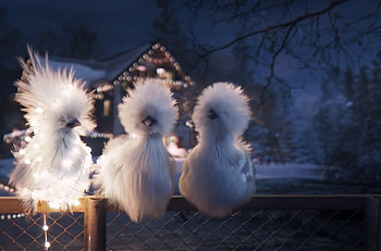 :), funny, chick, chicjen, blue, night, winter, white, nicolas morel, cute, fantasy, snow, lights, iarna, fence HD wallpaper