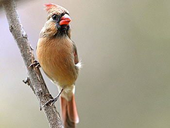 Mrs Cardinal, limb, bird, cardinal, tan HD wallpaper