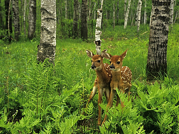 Animals, Deers HD wallpaper