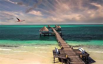 Cuba, jetty, bird, beach HD wallpaper